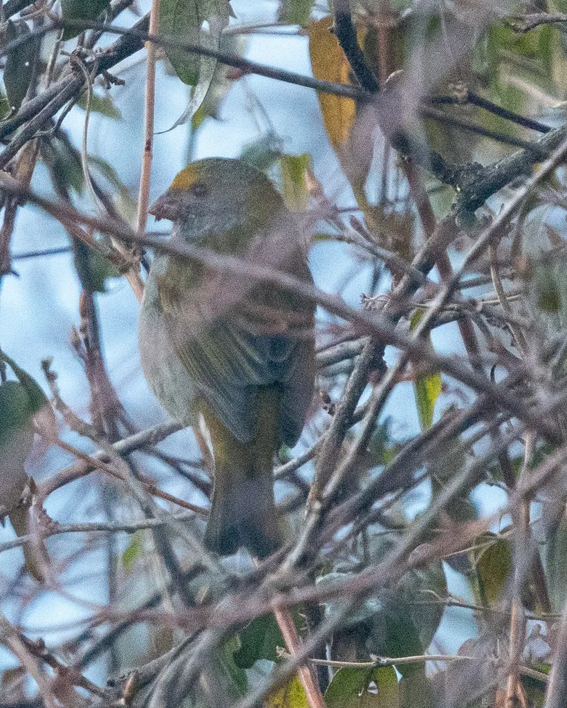 红眉松雀（Carpodacus subhimachalus）