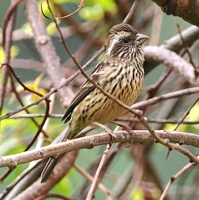 点翅朱雀(Carpodacus verreauxii)