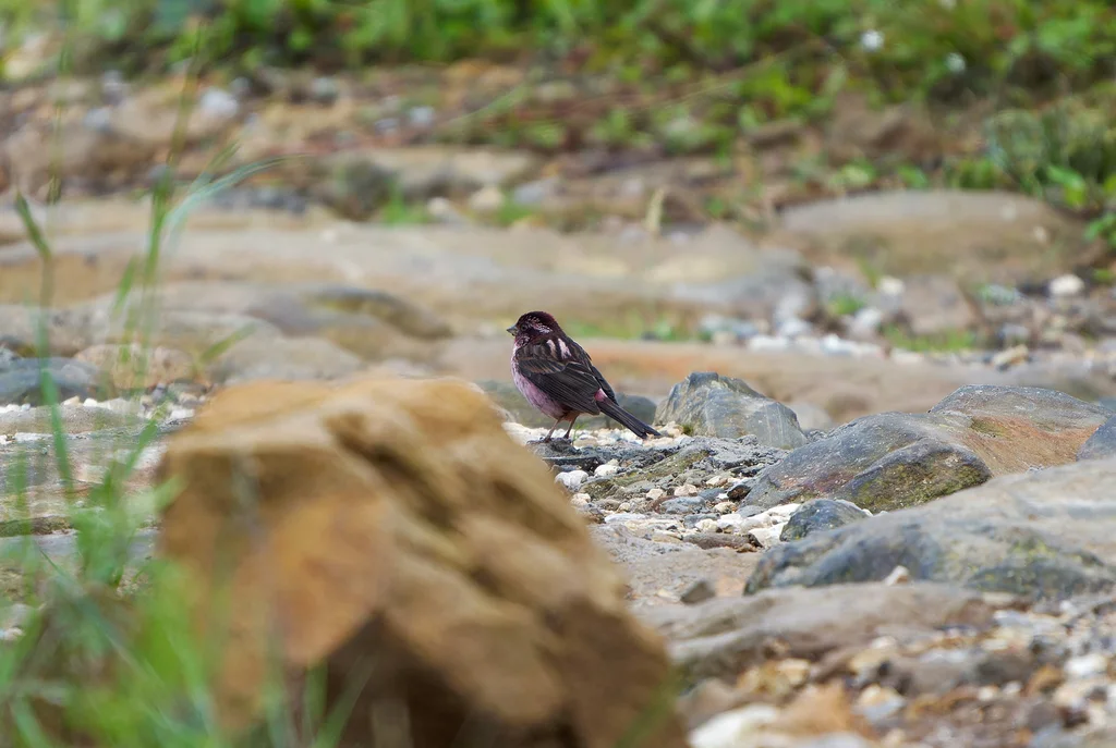 点翅朱雀(Carpodacus verreauxii)