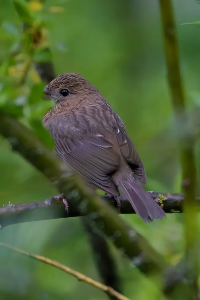 酒红朱雀（Carpodacus vinaceus）