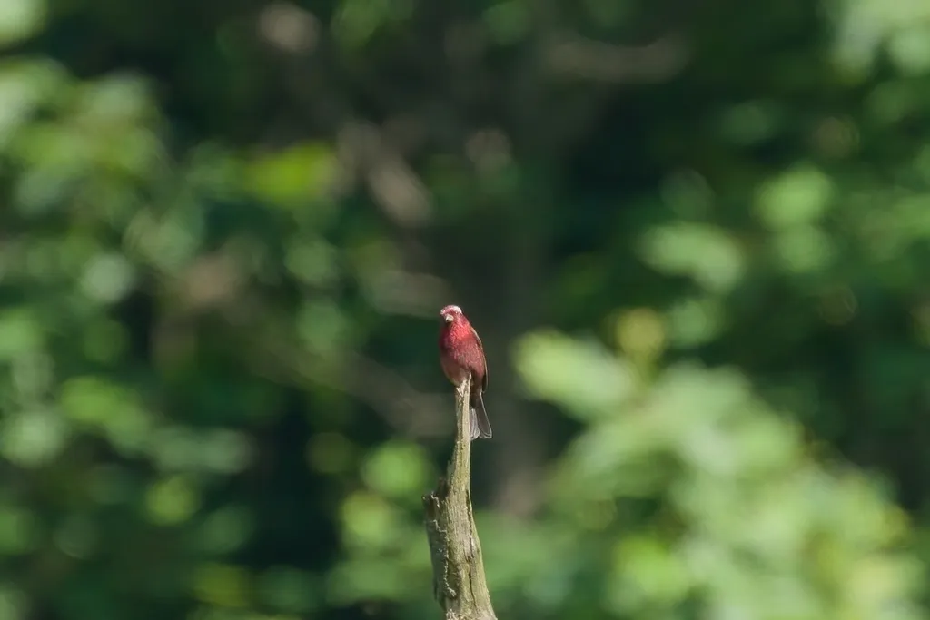酒红朱雀（Carpodacus vinaceus）
