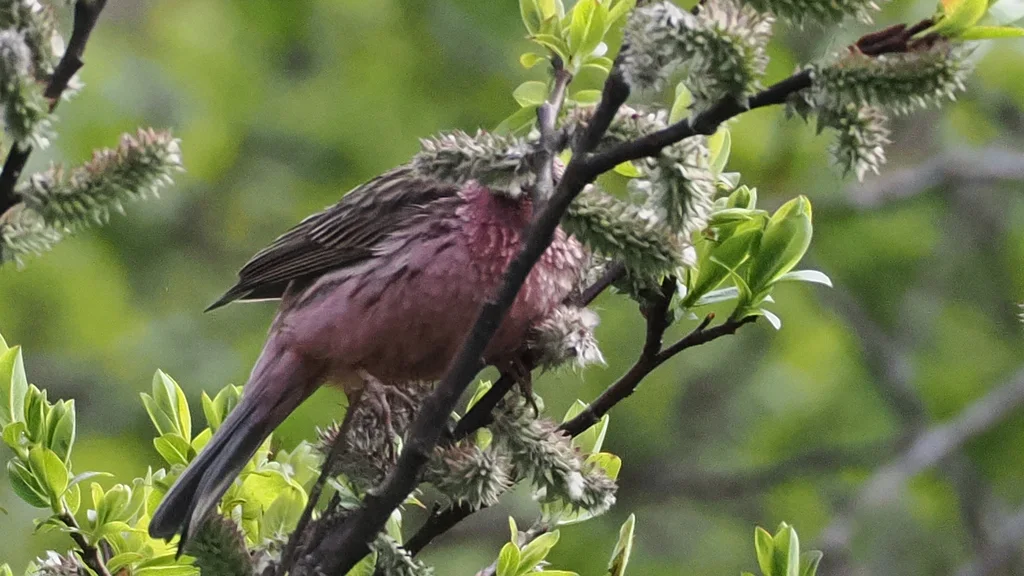 曙红朱雀（Carpodacus waltoni）
