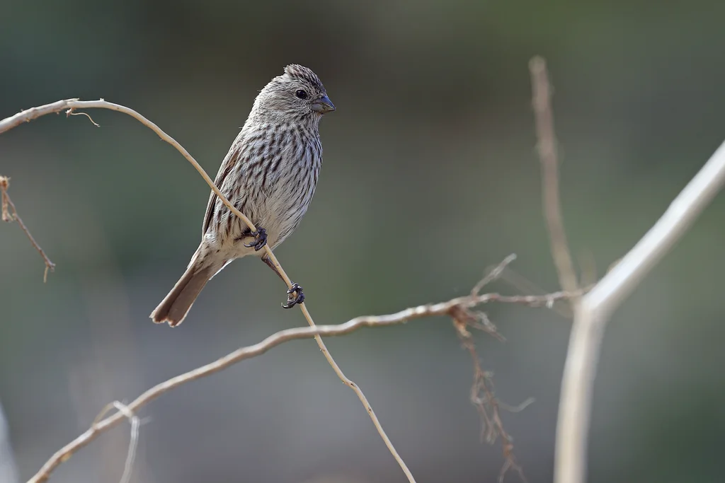 曙红朱雀（Carpodacus waltoni）
