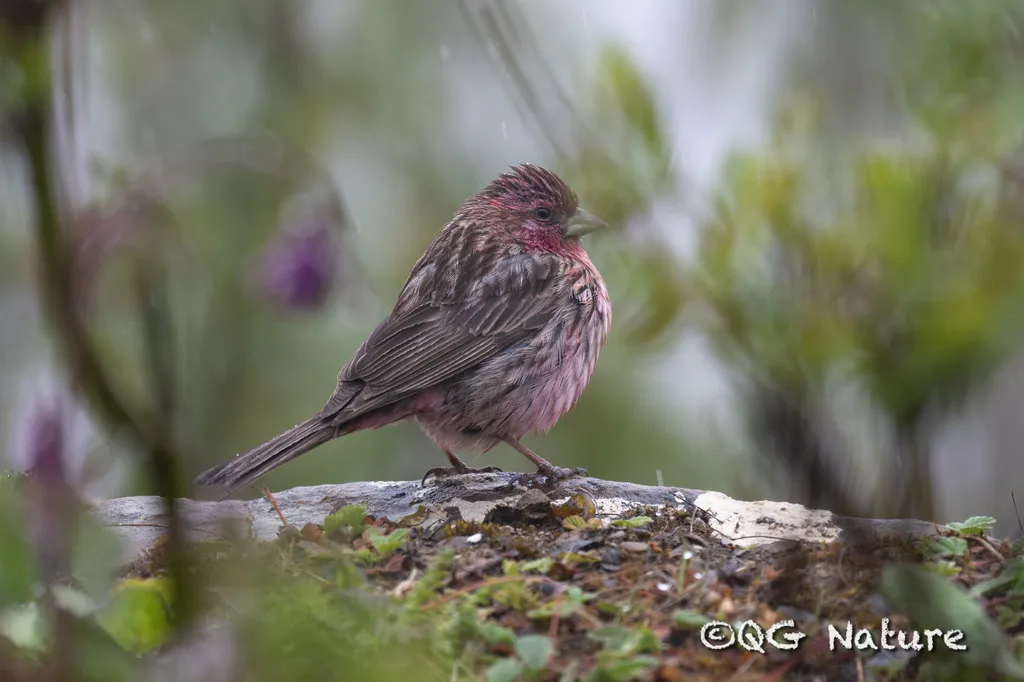 曙红朱雀（Carpodacus waltoni）