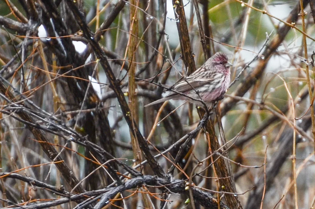 曙红朱雀（Carpodacus waltoni）
