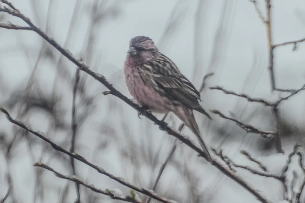 曙红朱雀（Carpodacus waltoni）