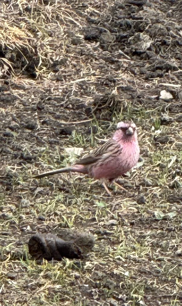 曙红朱雀（Carpodacus waltoni）