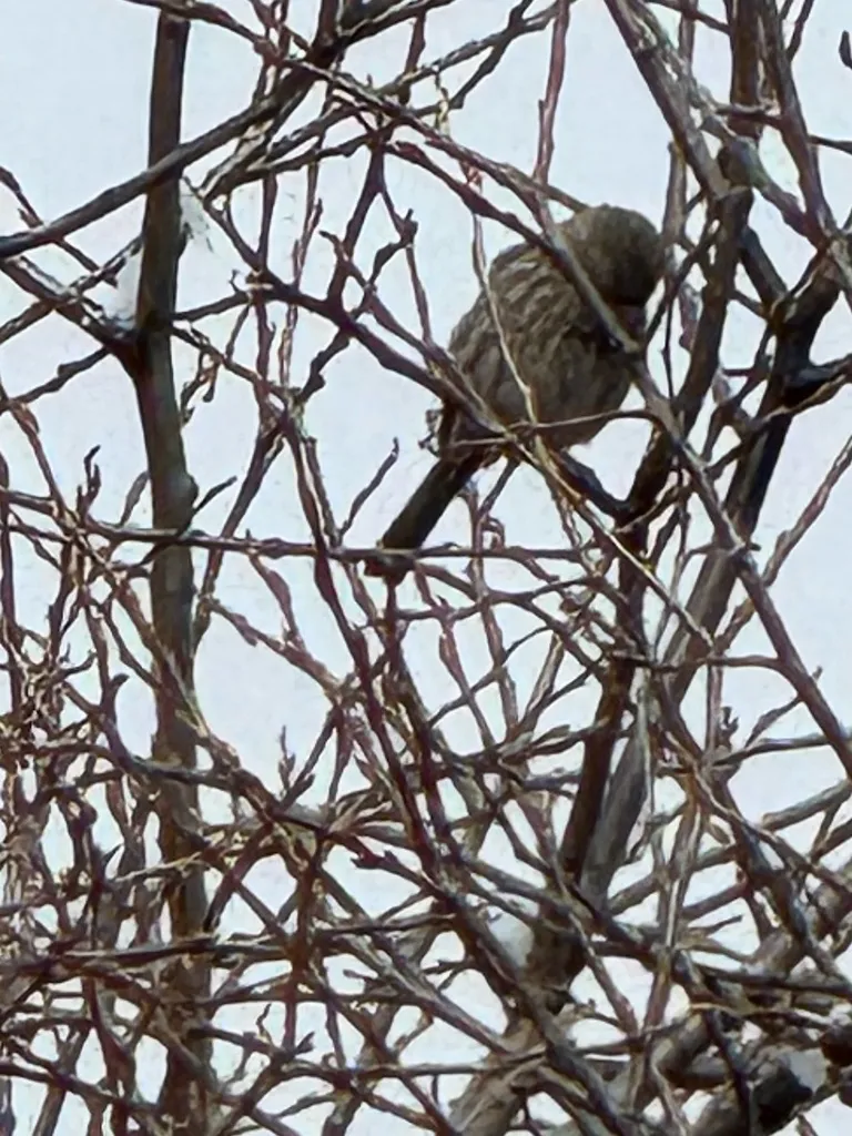 曙红朱雀（Carpodacus waltoni）