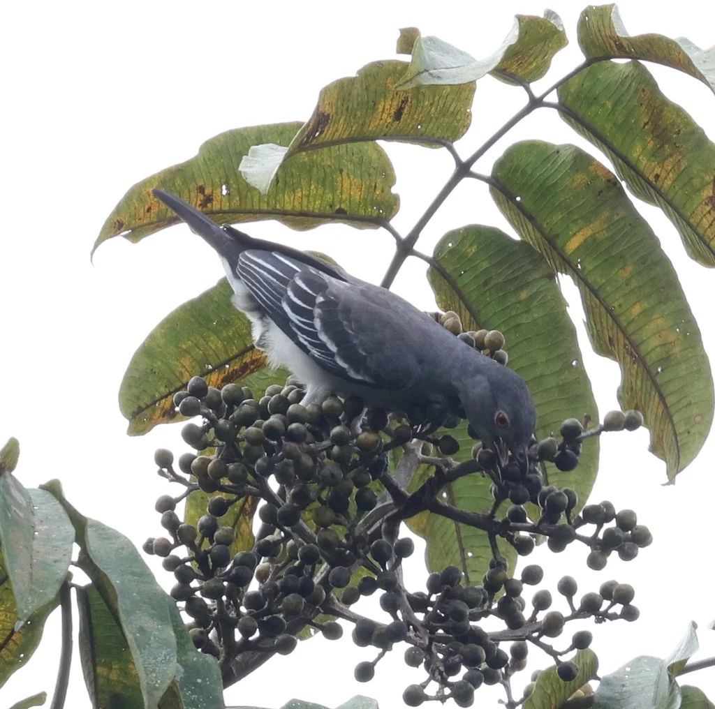 南美白伞鸟(Carpodectes hopkei)
