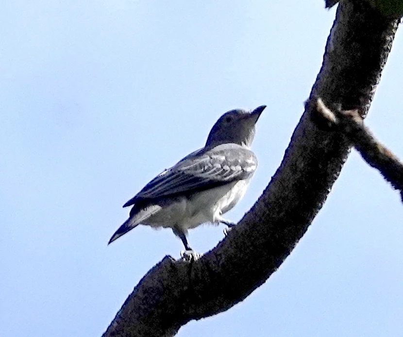 南美白伞鸟(Carpodectes hopkei)