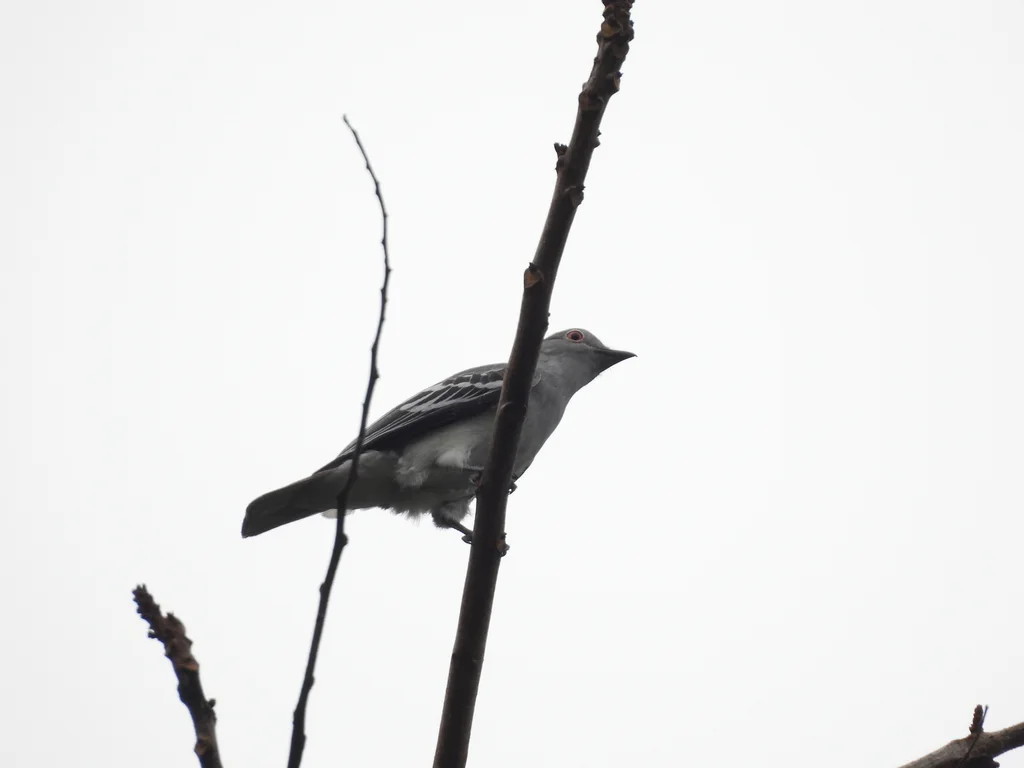 南美白伞鸟(Carpodectes hopkei)