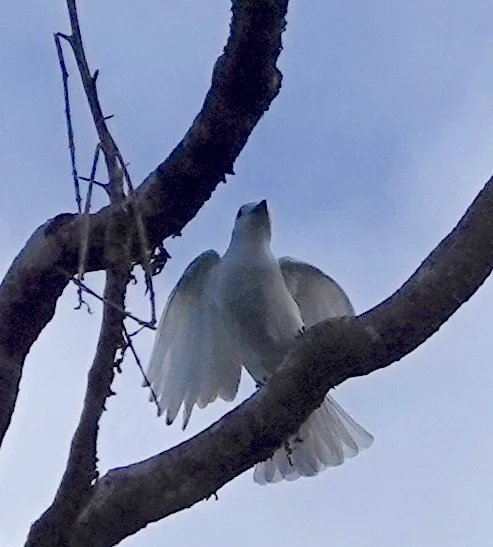 南美白伞鸟(Carpodectes hopkei)
