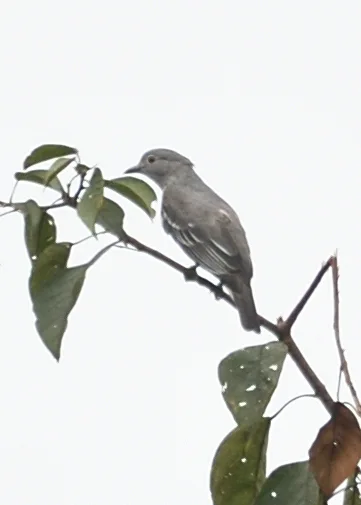 南美白伞鸟(Carpodectes hopkei)