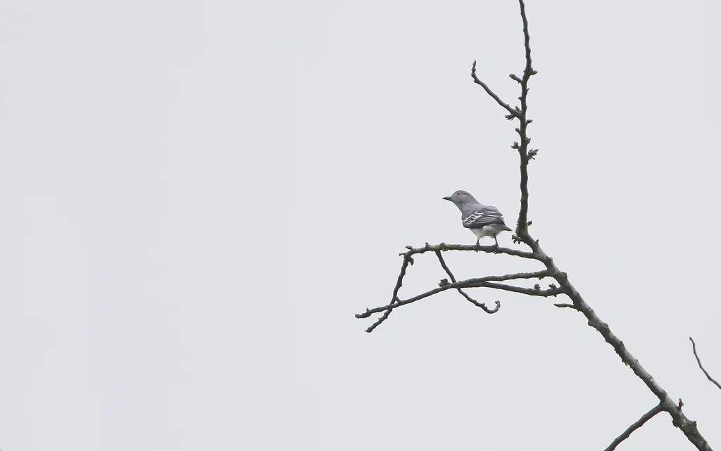 南美白伞鸟(Carpodectes hopkei)