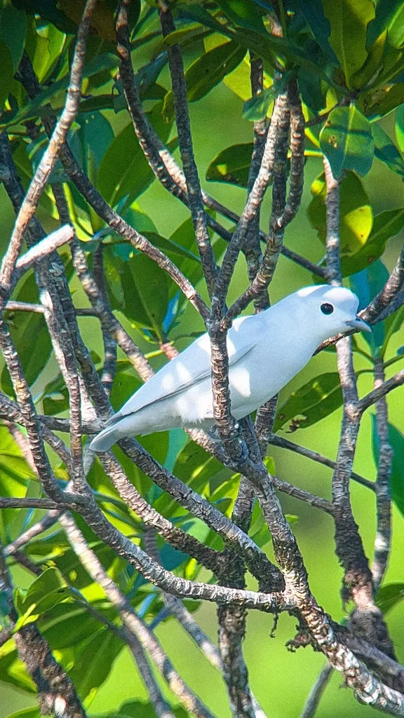 中美白伞鸟(Carpodectes nitidus)