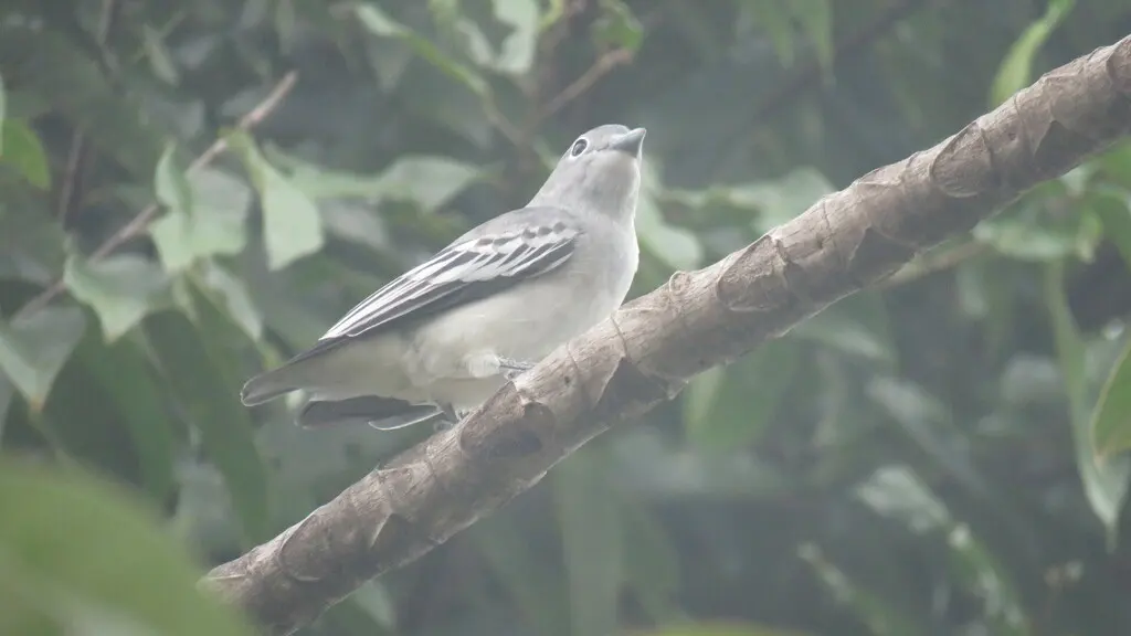 中美白伞鸟(Carpodectes nitidus)