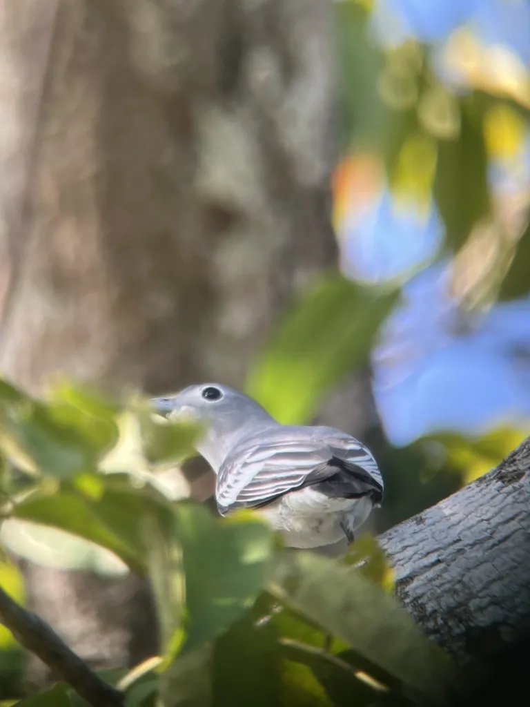 中美白伞鸟(Carpodectes nitidus)