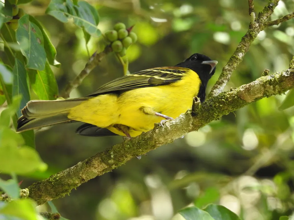 冠食果伞鸟(Carpornis cucullata)