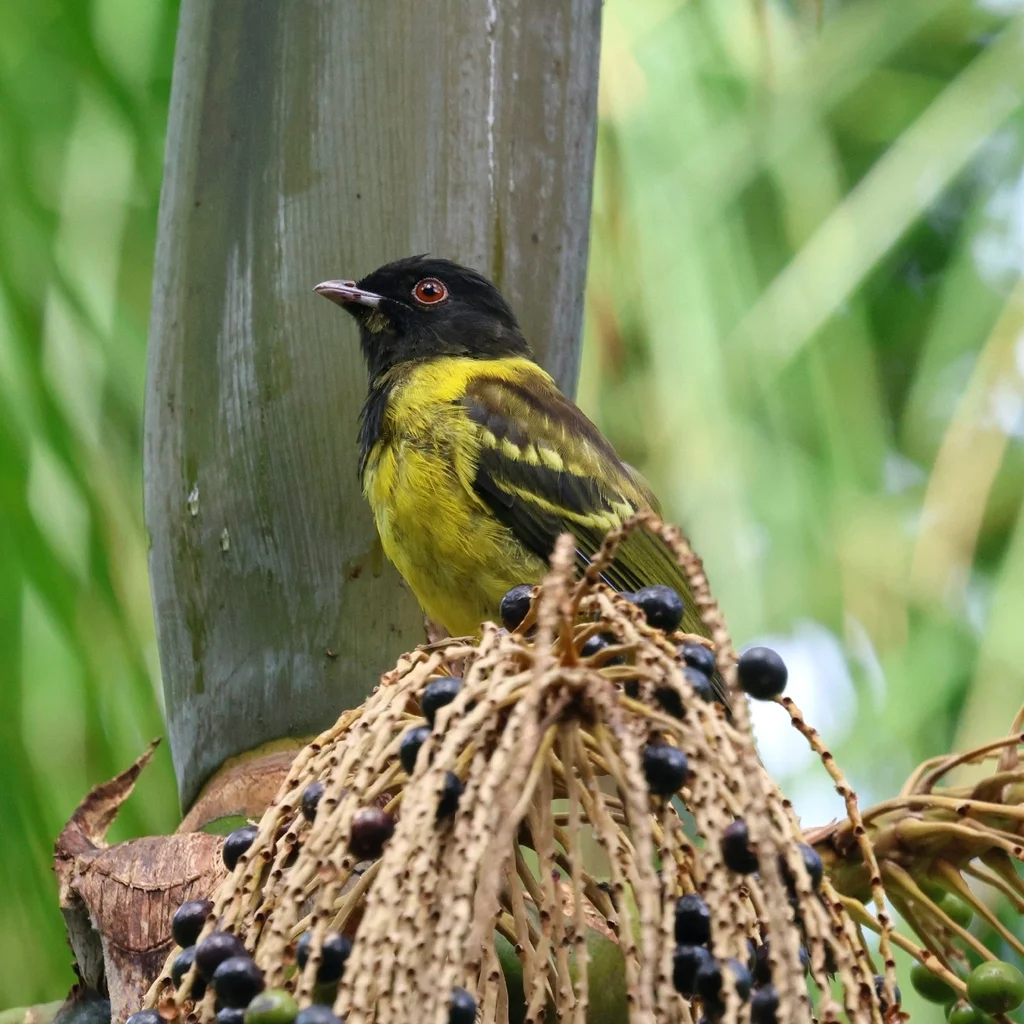 冠食果伞鸟(Carpornis cucullata)