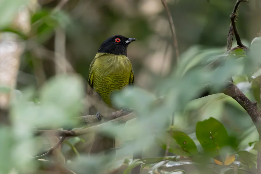 黑头食果伞鸟(Carpornis melanocephala)