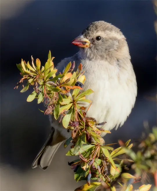 淡色石雀(Carpospiza brachydactyla)