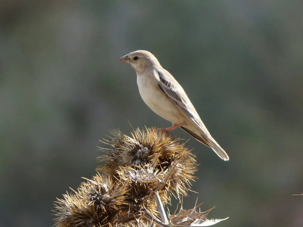 淡色石雀(Carpospiza brachydactyla)