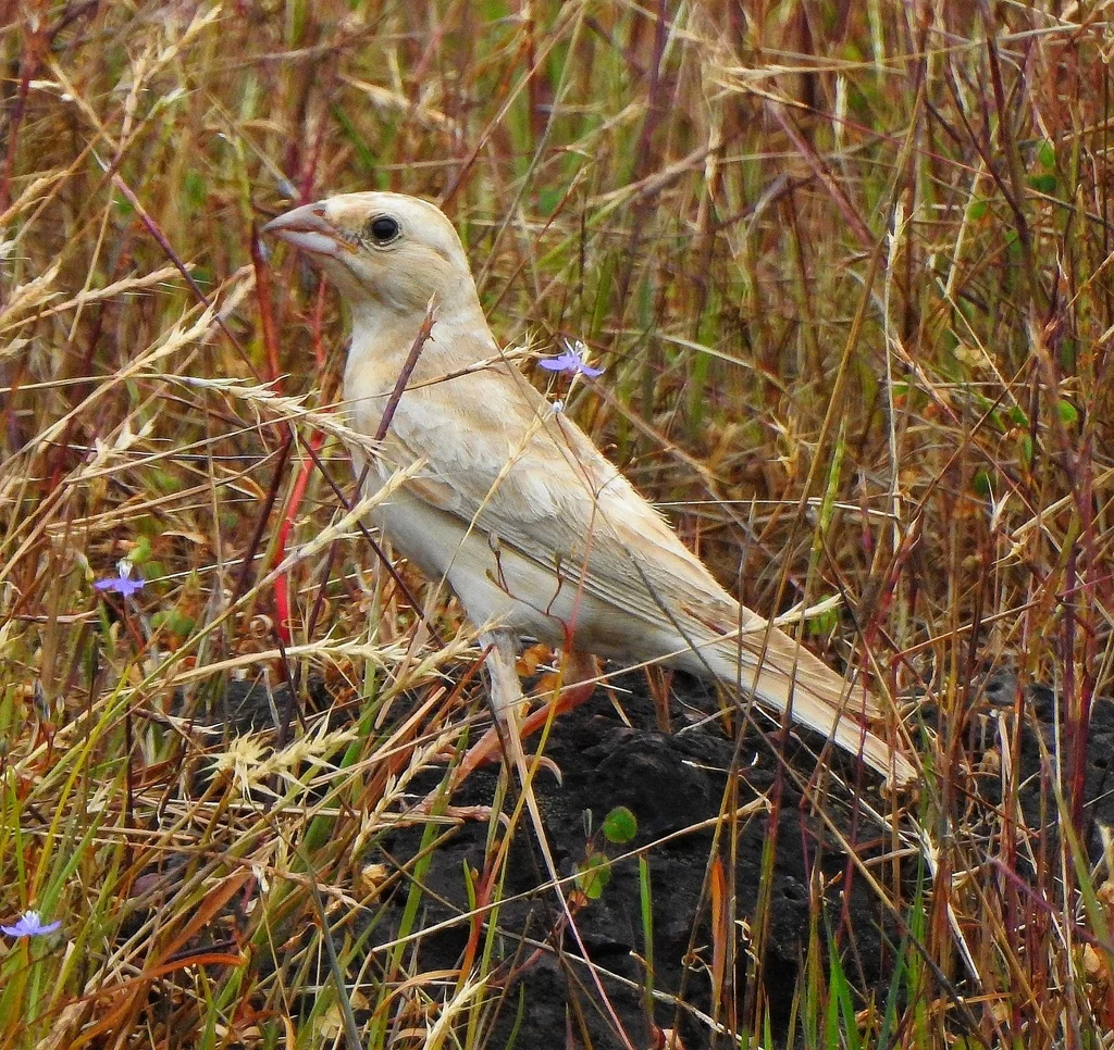 淡色石雀(Carpospiza brachydactyla)