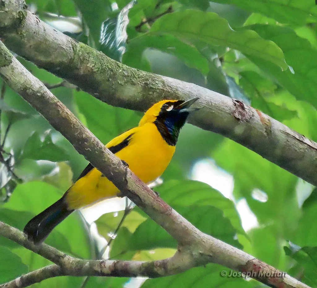 金王鹟(Carterornis chrysomela)