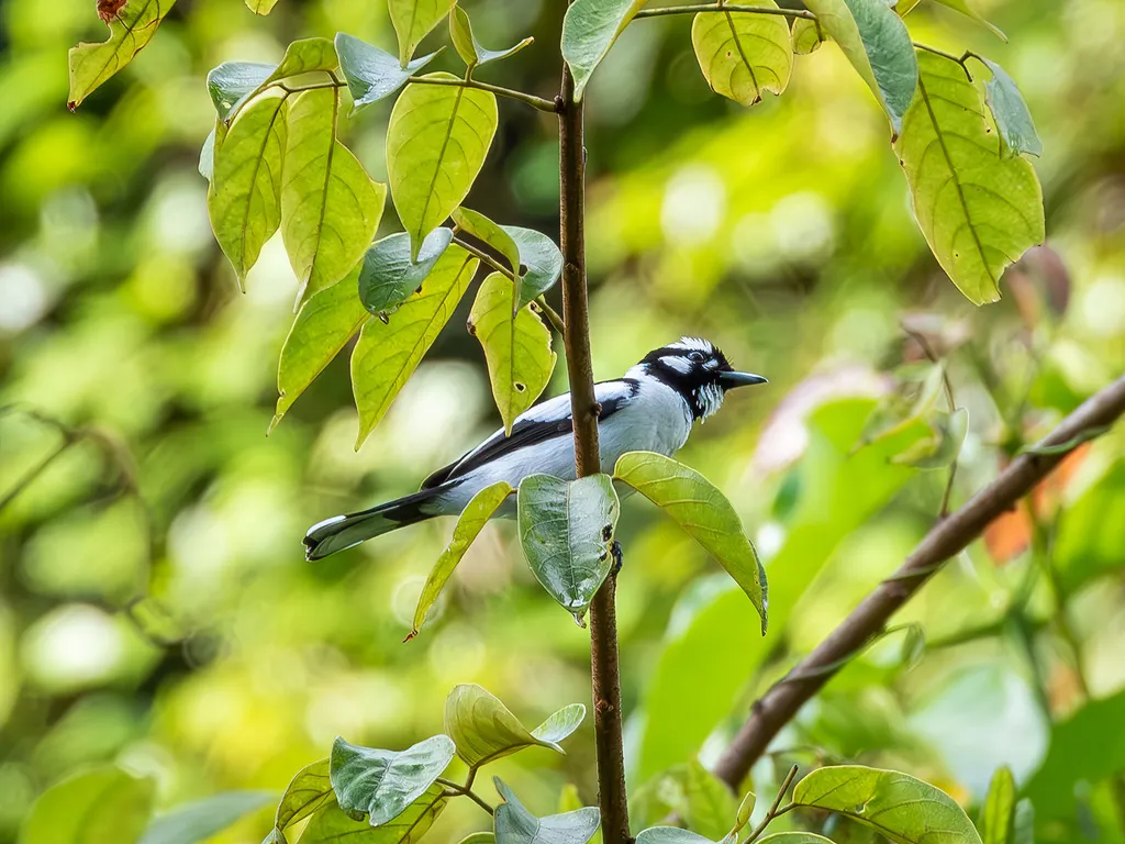 白枕王鹟(Carterornis pileatus)