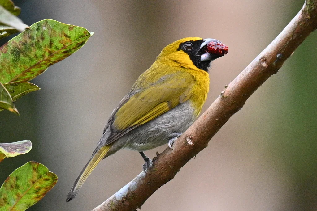 黑脸厚嘴雀(Caryothraustes poliogaster)