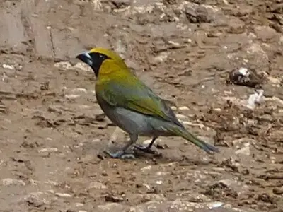黑脸厚嘴雀(Caryothraustes poliogaster)