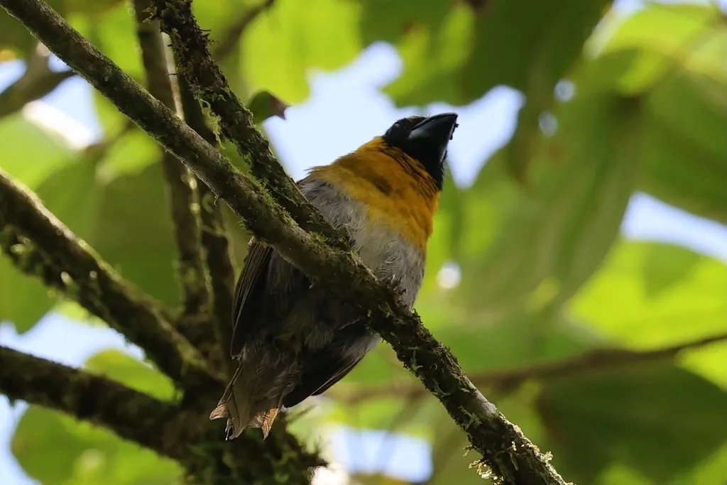黑脸厚嘴雀(Caryothraustes poliogaster)