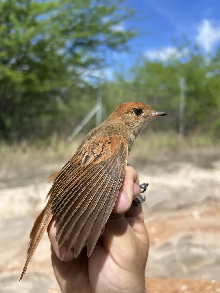 灰喉卡西霸鹟(Casiornis fuscus)