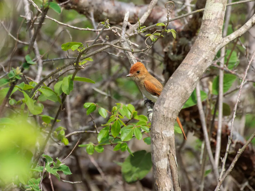 灰喉卡西霸鹟(Casiornis fuscus)