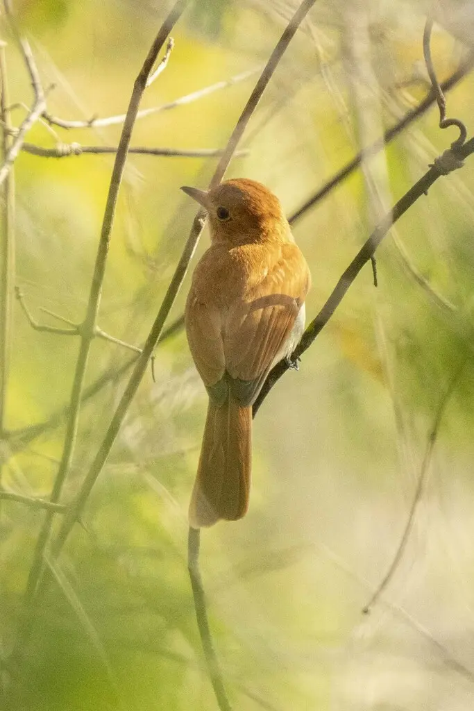 棕卡西霸鹟（Casiornis rufus）
