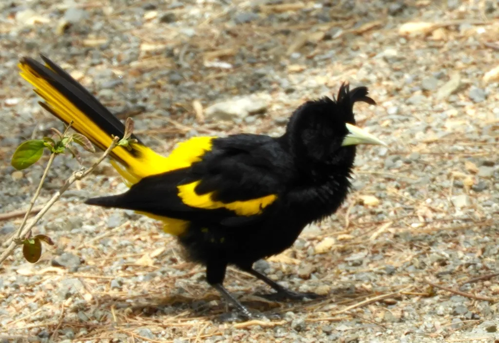 黄翅酋长鹂(Cassiculus melanicterus)