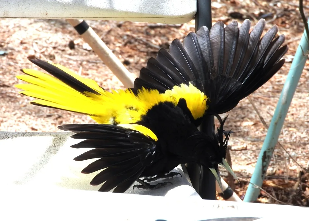 黄翅酋长鹂(Cassiculus melanicterus)