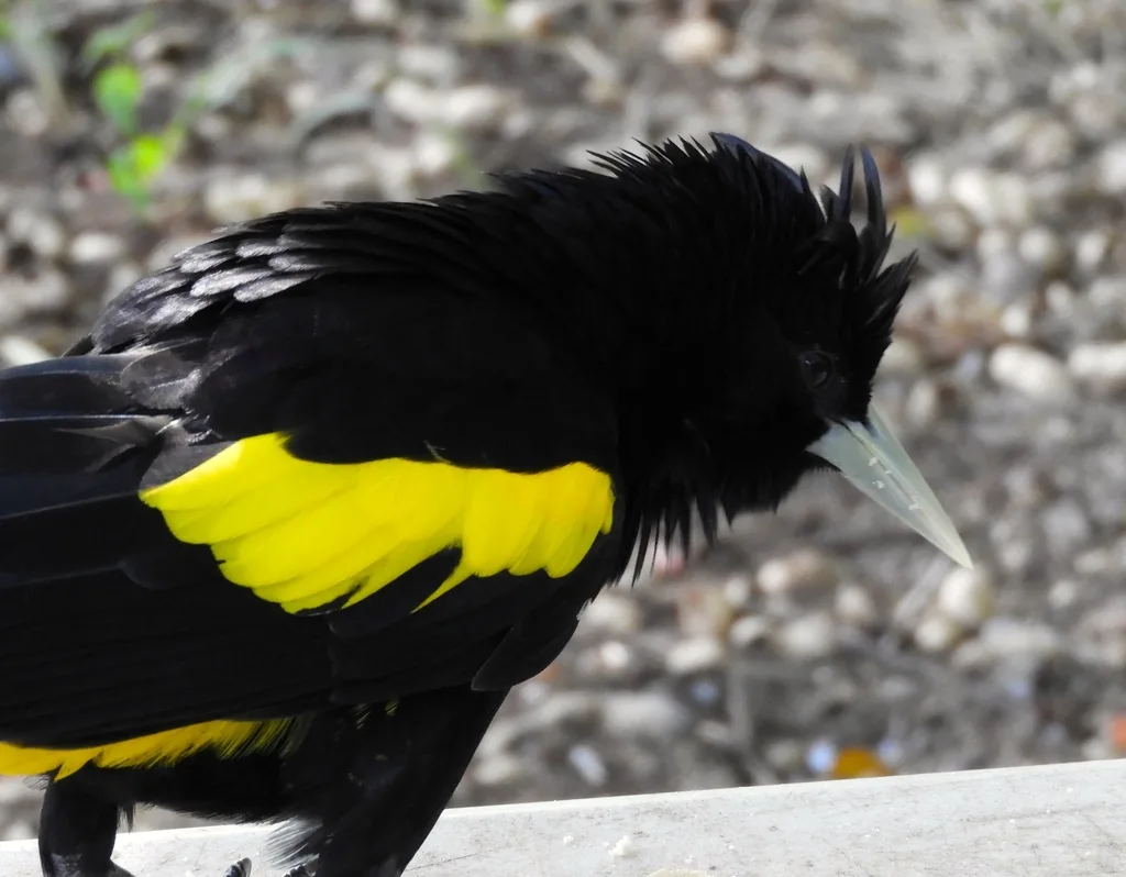黄翅酋长鹂(Cassiculus melanicterus)