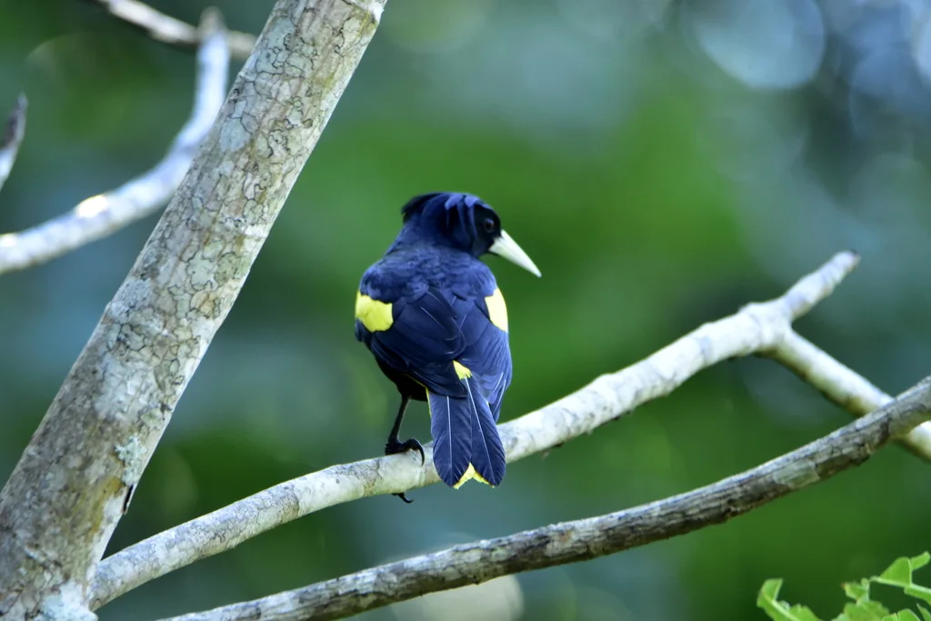 黄翅酋长鹂(Cassiculus melanicterus)