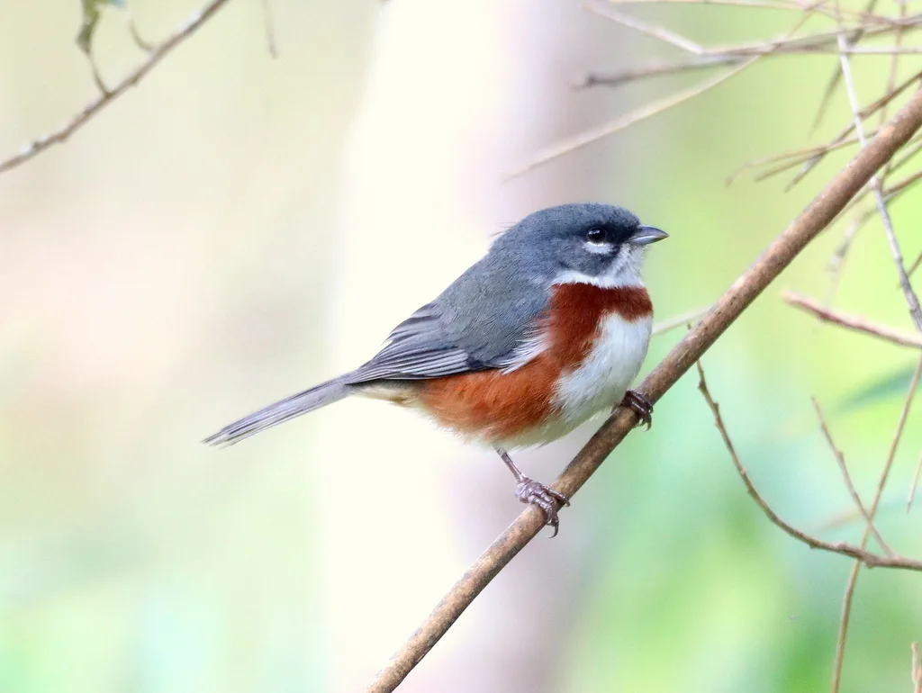 桂胸歌鹀(Castanozoster thoracicus)