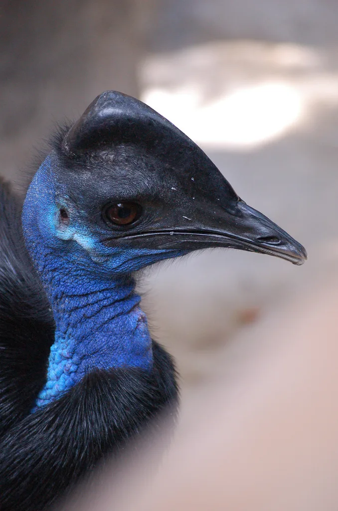 侏鹤鸵(Casuarius bennetti)