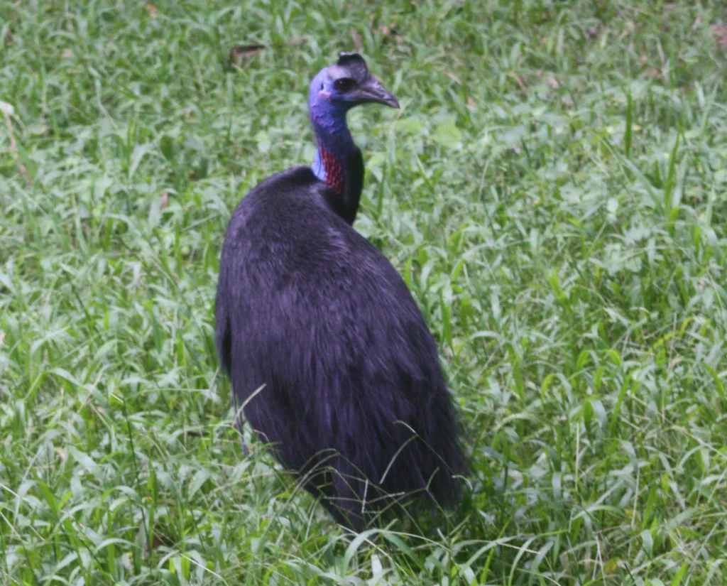 侏鹤鸵(Casuarius bennetti)