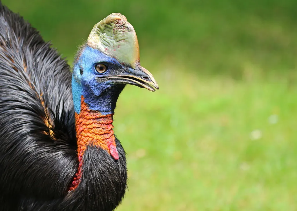 单垂鹤鸵(Casuarius unappendiculatus)