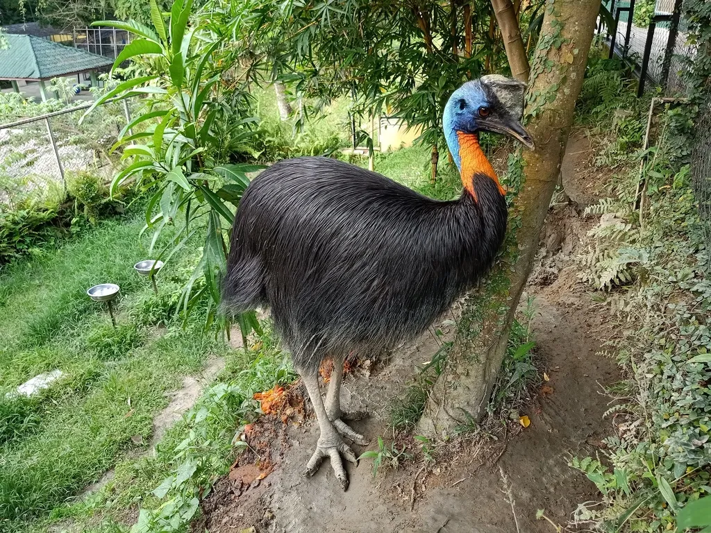 单垂鹤鸵(Casuarius unappendiculatus)