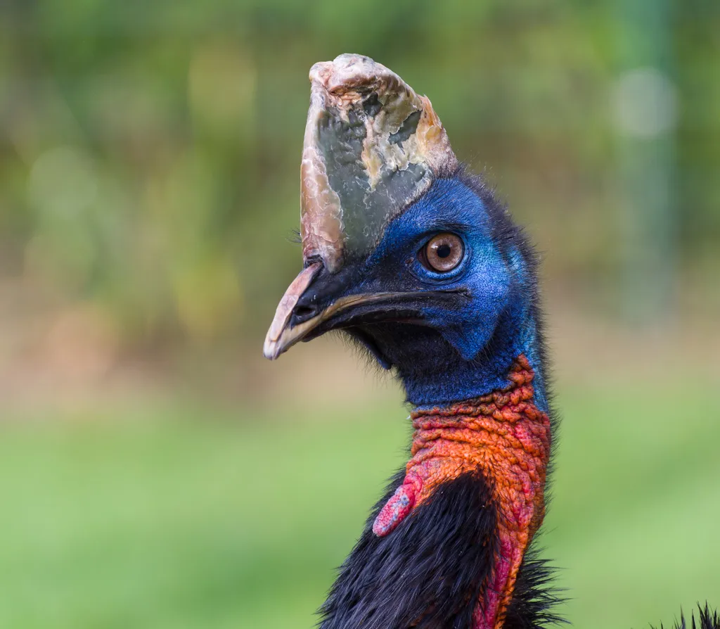 单垂鹤鸵(Casuarius unappendiculatus)