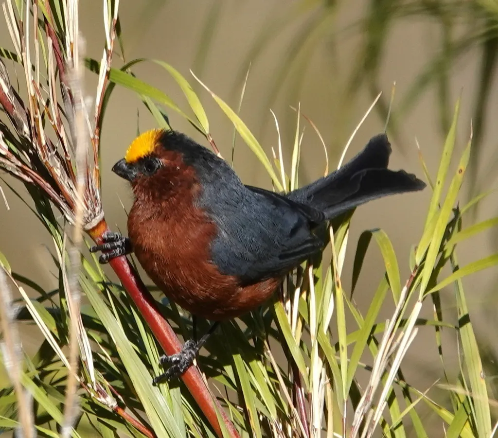 绒顶唐纳雀(Catamblyrhynchus diadema)