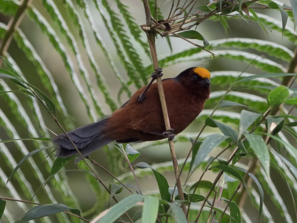 绒顶唐纳雀(Catamblyrhynchus diadema)