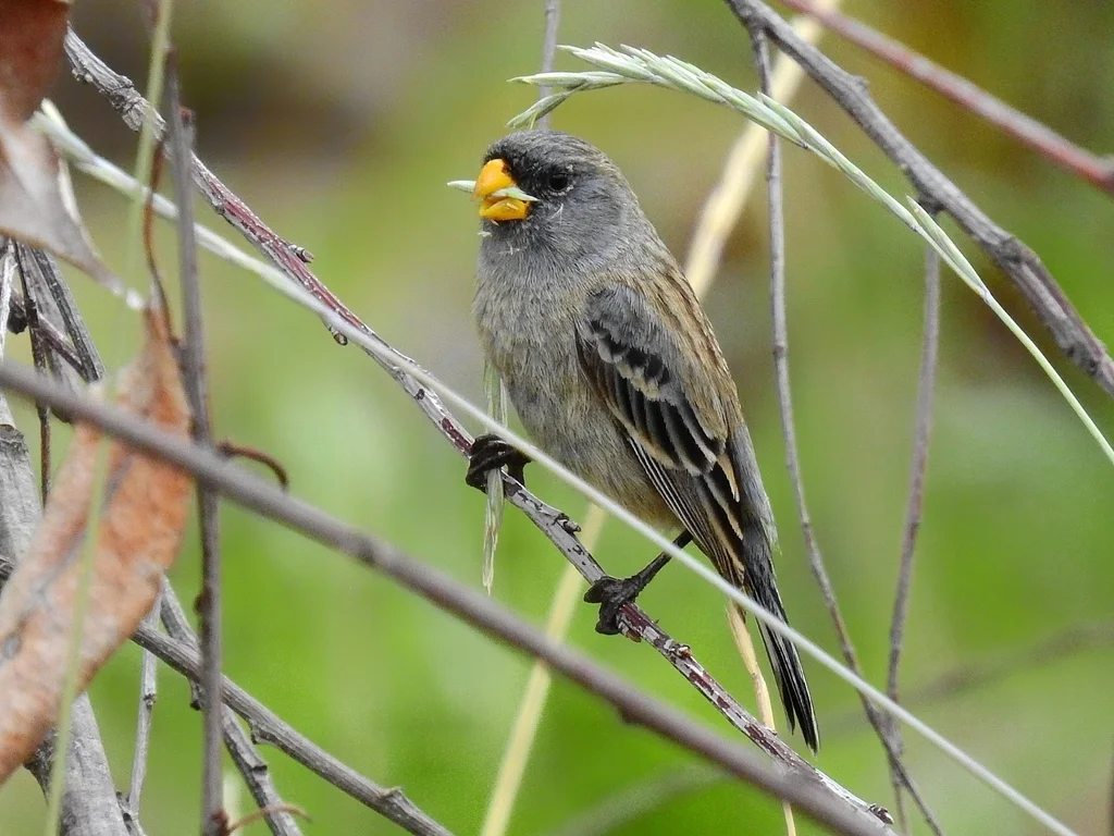 斑尾栗臀雀(Catamenia analis)