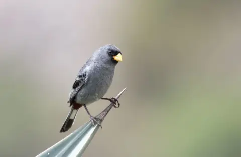 斑尾栗臀雀