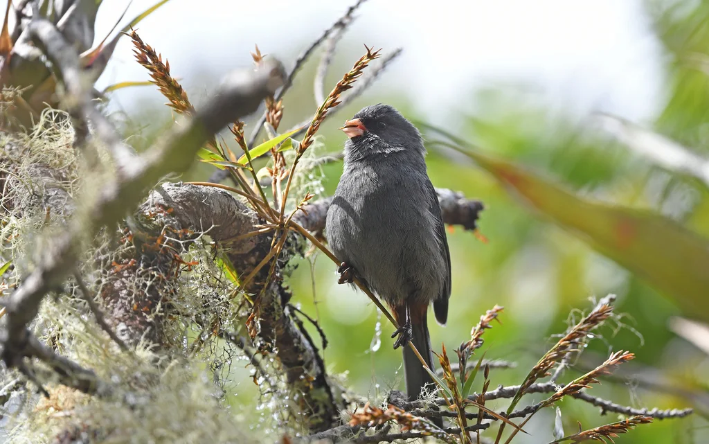 黄嘴栗臀雀(Catamenia homochroa)